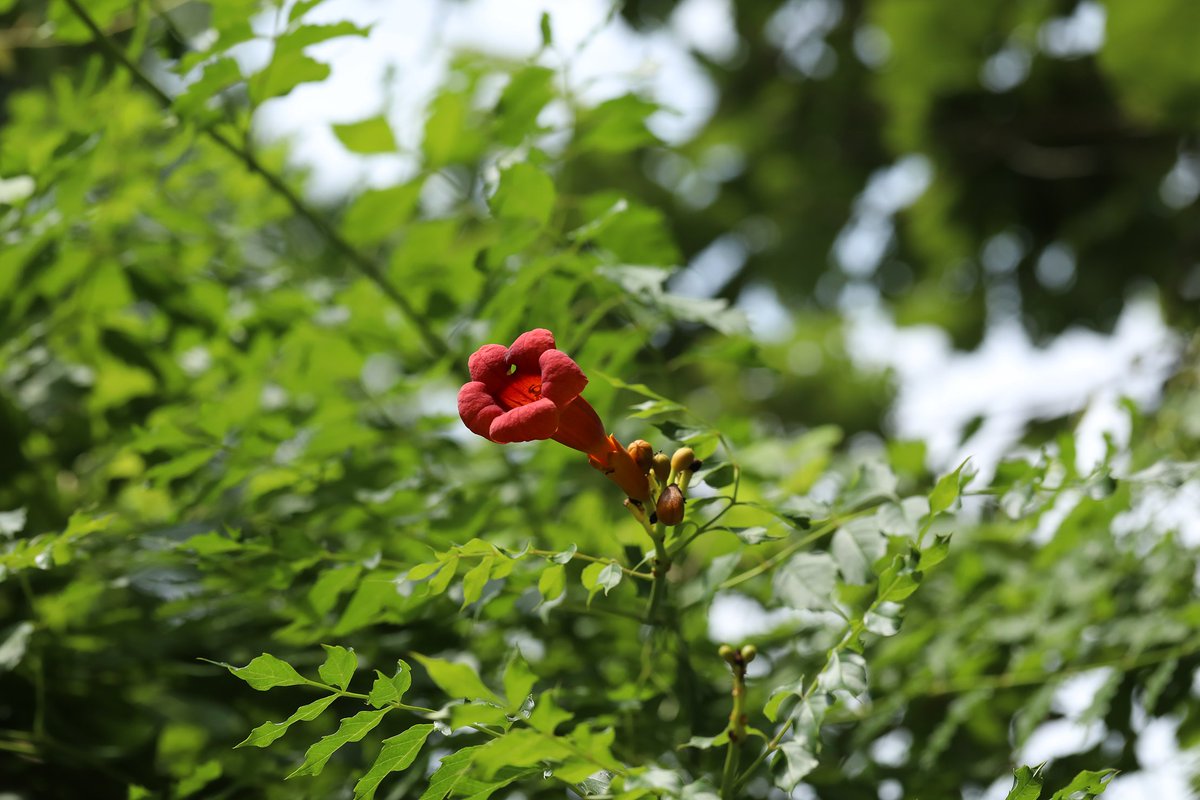 Happy #FieldDayFriday from our neighboring Trumpet Vine (Campsis radicals). Trumpet Vine is a #FloridaNative currently in bloom from spring to summer!

For more information, visit <a href="/fl_native_plant/">Florida Native Plant Society</a>