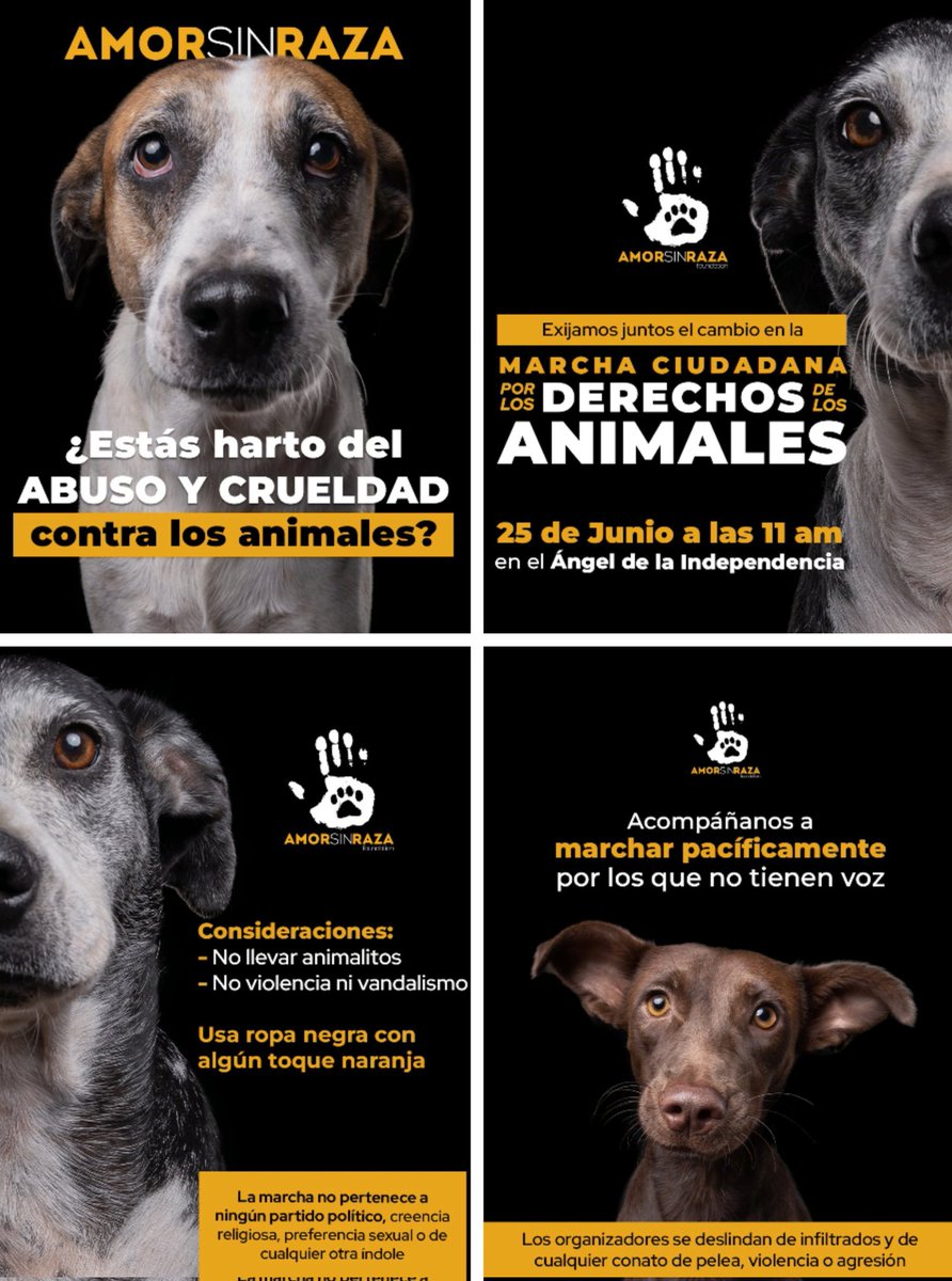 Alcemos la voz por ellos... ¡BASTA al maltrato Animal!
Ellos merecen todo nuestro respeto, una vida digna... merecen todo el amor incondicional, que ellos nos dan a nosotros. 
#MarchaCiudadanaXLosAnimales 25 de Junio/11 am. Ángel de la independencia. <a href="/AmorSinRaza/">AmorSinRaza</a> <a href="/ERIFERCA/">Eri Fernandez</a>