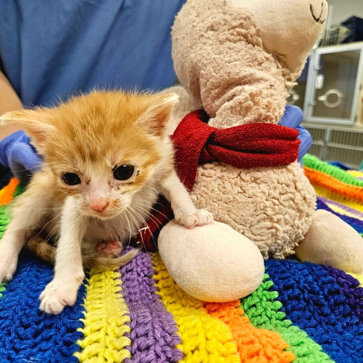 The Arrow Fund tweet media