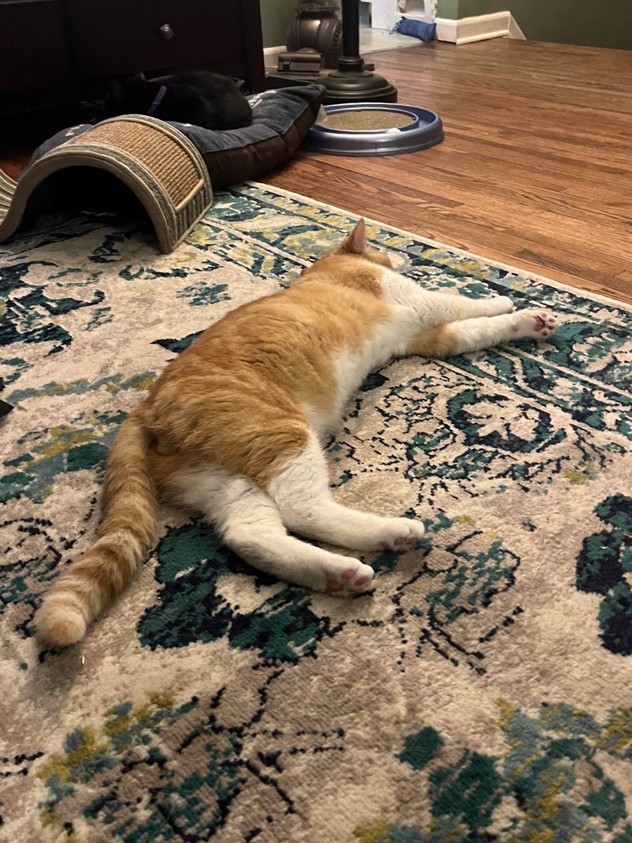 Fishtopher the Cat on Twitter "flat lover friday"