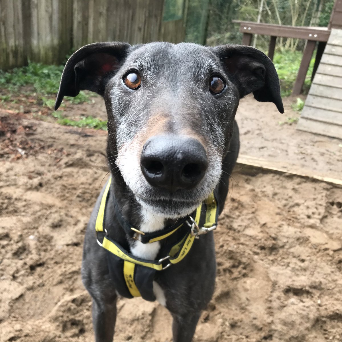 On #NationalGreyhoundDay We are celebrating the love of #Greyhounds @DogsTrust #Ilfracombe 💛🐶💛 We have DORIS, DORA, and DASH who are looking for homes. 🏡 dogstrust.org.uk/rehoming/our-c… Visit our website to find out more about them. #CutTheChase #RescueDogs #ADogIsForLife #LoveDogs