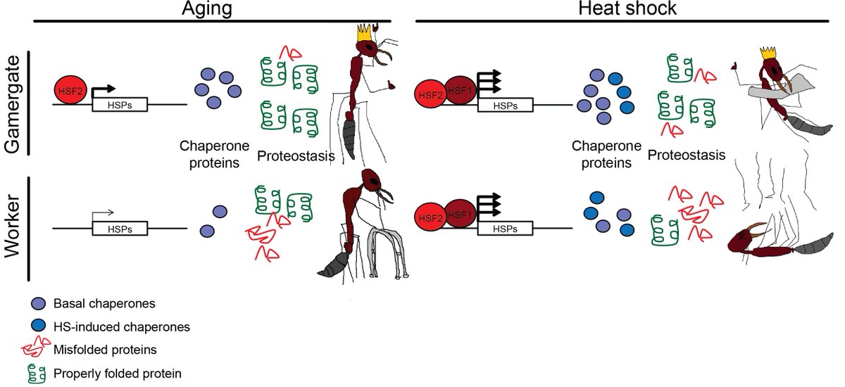 I has paper.  That's all well and good (i liked it) but in reality it just provides me with another opportunity to showcase my MS paint skills... genesdev.cshlp.org/cgi/content/lo…