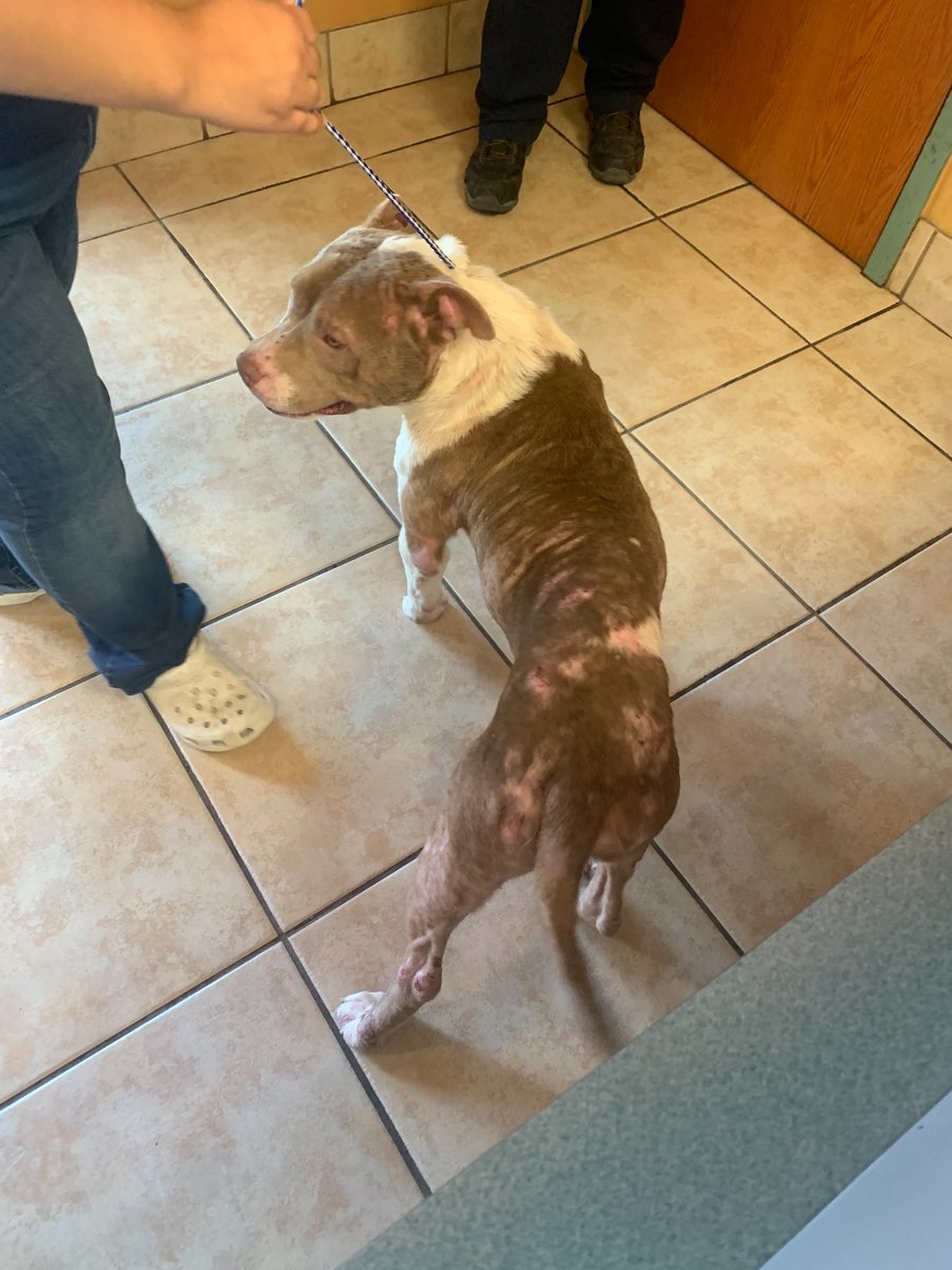Rocko’s freedom pic!!!
He’s at Nueces Vet in TX.
We don’t understand how people let dogs get in this shape 😢.
$5 Friday will go towards Rocko’s vet care this week ♥️.
rescuecoop.org/donate