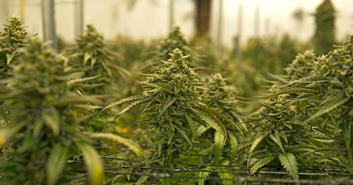 BruceEdWalker's tweet image. Minnesota is the latest of Wisconsin's neighbors to legalize pot. Marijuana supporters in Wisconsin say the state should be next.