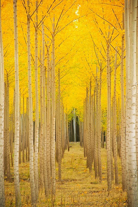 Aspen Cathedral, Vail, Colorado #AspenCathedral #Vail #Colorado rebeccagellar.com