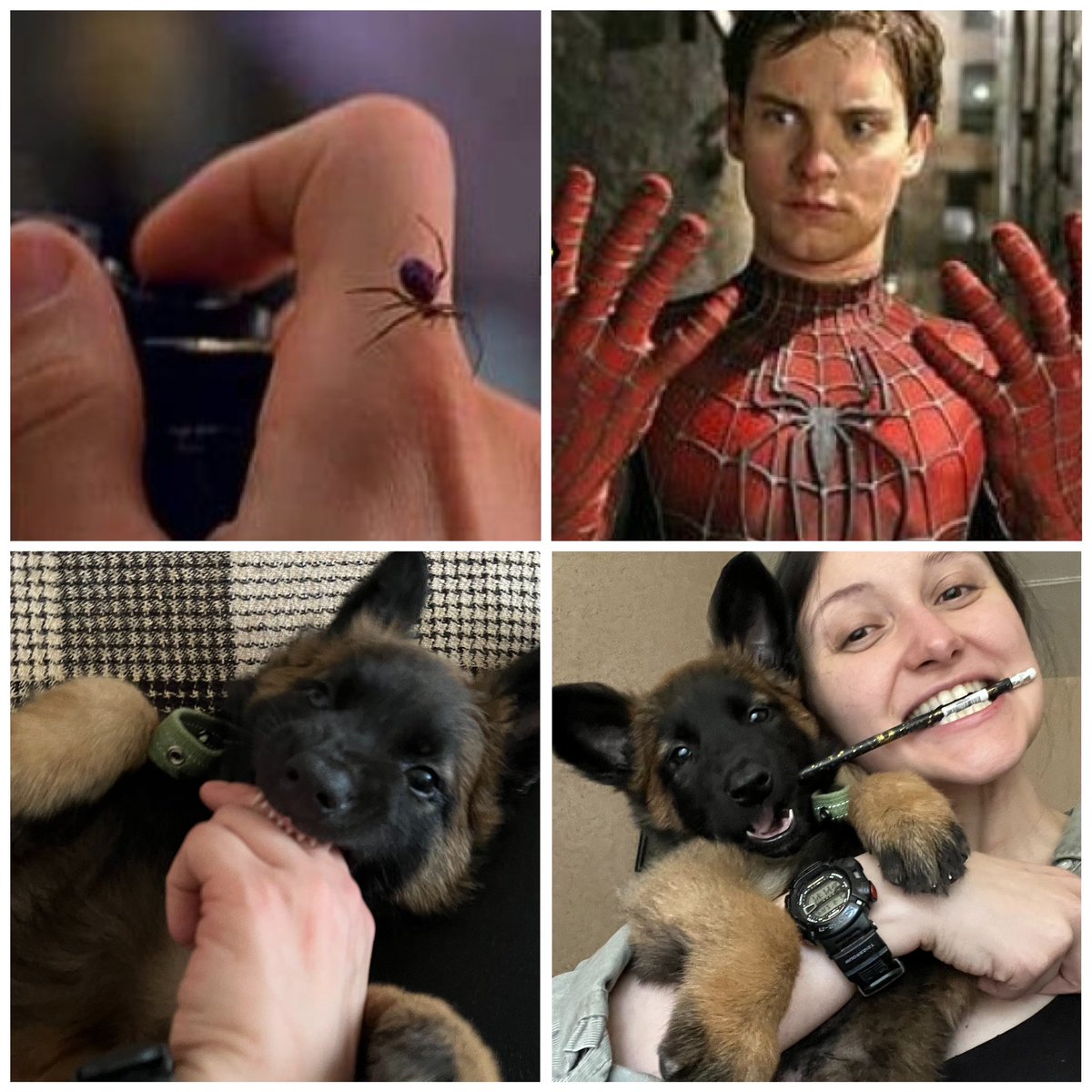 AngryMuza's tweet photo. 😅 the situation 

#malinua #combatdog https://t.co/fa3rw0mRSl