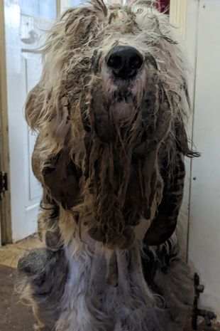 PeoplesPetAward's tweet photo. Barney arrived at @RSPCA_official after five years without a trim. His eyes were covered and his eating was affected.

After rebuilding his confidence, he is now available for rehoming. ✨

Read more:https://t.co/cGjimvHkkN 

@DailyMirror @WebboxPetFood #peoplespetawards #petclub https://t.co/TqLa2lCs5x