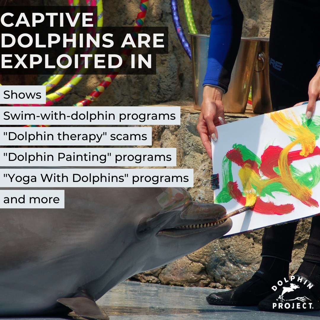 Even captive-born dolphins must become accustomed to the human interactions required of them. This is accomplished, without exception, through food deprivation training.
Learn more: bit.ly/CaptivityIssues
#DolphinProject