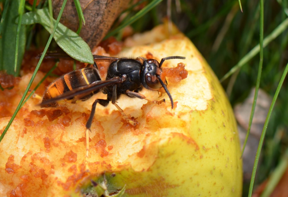 EcomuseduPerche's tweet photo. Une grosse fête de l'abeille se prépare cette année à l'Écomusée du Perche ! Conférences, animations... rdv sur https://t.co/63rEAHHs7R https://t.co/7Z5SGsBa8G