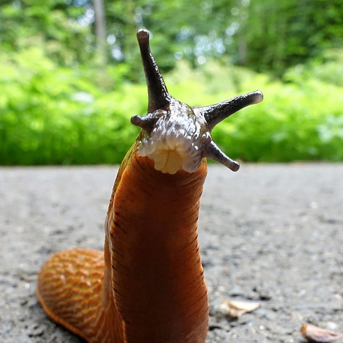 Grow Cardiff Tyfu Caerdydd tweet media