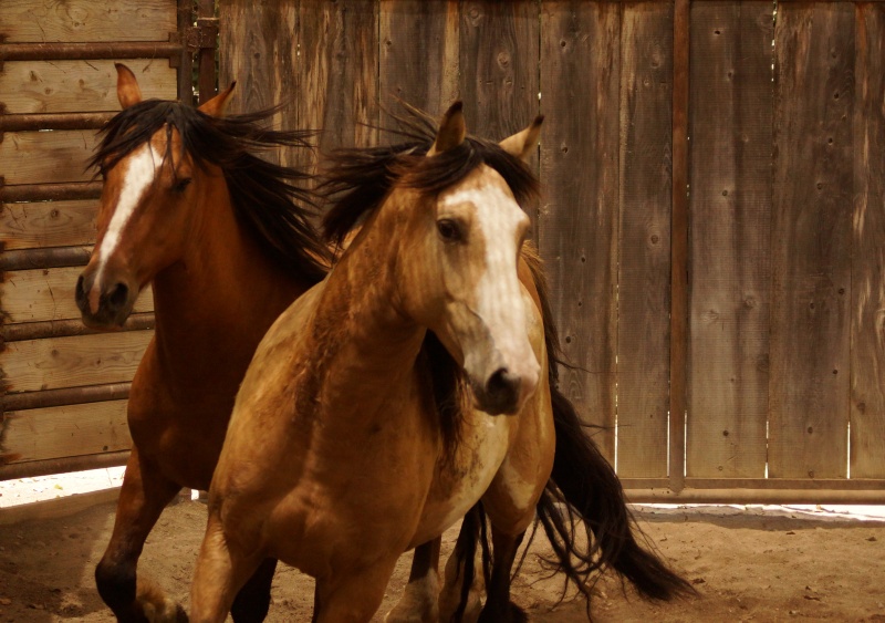 slohn's tweet image. The Movement 2023 moves horses and humans mailchi.mp/2ff8359cdcaa/w…