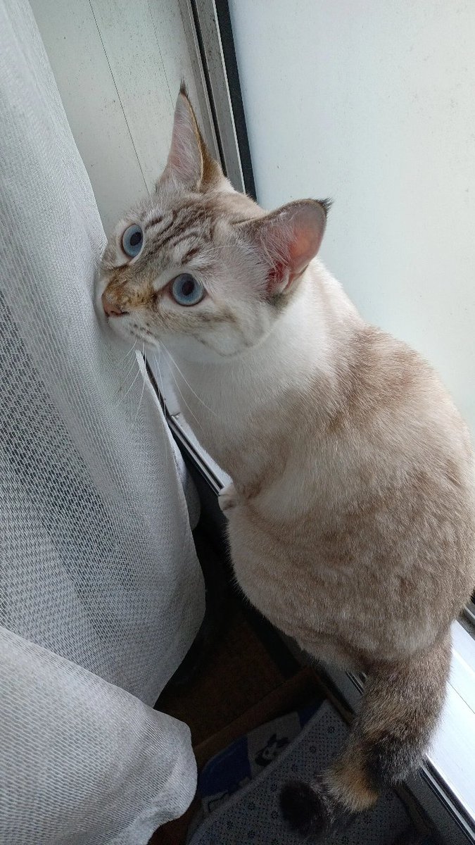 wanttoatm's tweet photo. 【捜しています】再掲
姉の旅行中に預かった猫を不注意で脱走させてしまい、5月2日から行方不明です

名前→きなこ(女の子 避妊済)
年齢→推定2歳
脱走場所→千葉市花見川区花見川
特徴→目が青い 尻尾の先端が黒
             シャム猫に似た毛模様
             あまり人に慣れていない
#拡散希望 https://t.co/V5wiJ22xVd