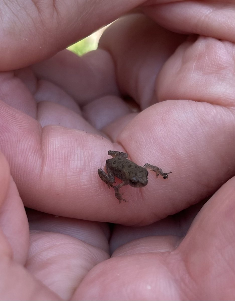 Baby toad in outdoor classroom. 🐸