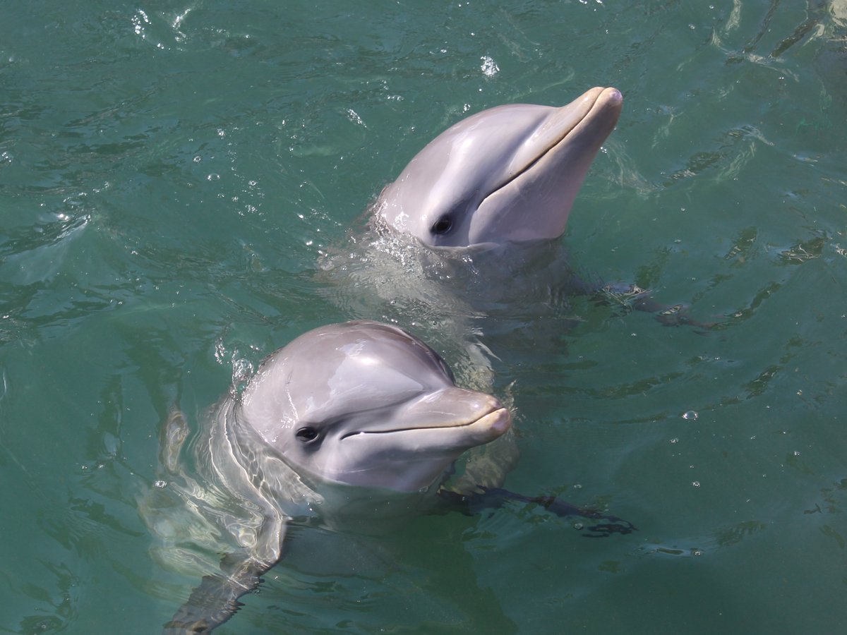 TheDolphinCo_'s tweet image. Our Miracle Program, which helps the reproduction of species such as Dolphins and Manatees, and more, has proven to be a great success for over 15 years since its creation.

#MiracleProgram #TheDolphinCompany #Inspire