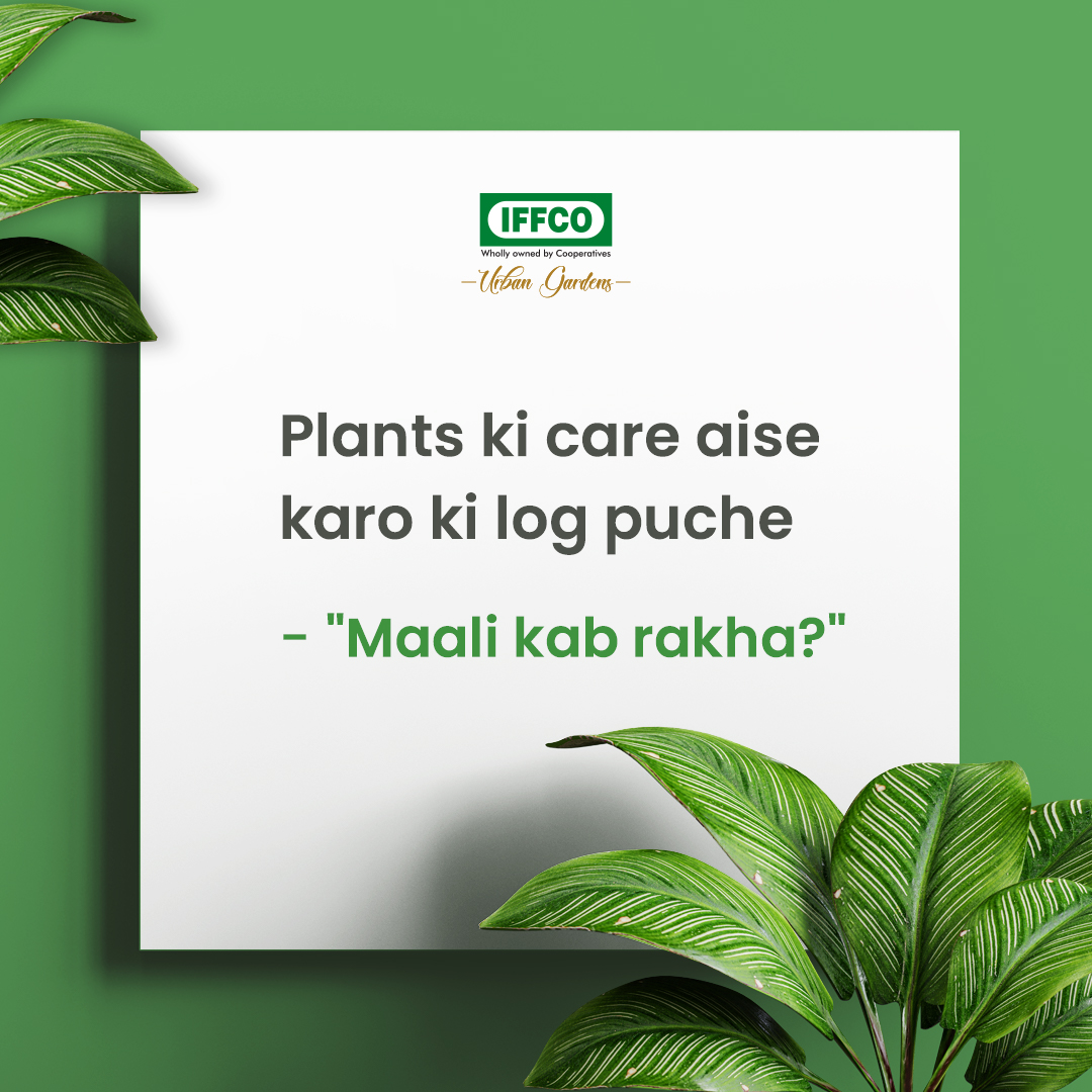 Be the smart 'Maali' that your garden deserves!

#iffcourbangardens #plantcare #plants #gardening #gardenstyle #trending #explore #trending #plantparents #plants #parents #plantslover #plants #urbangardens