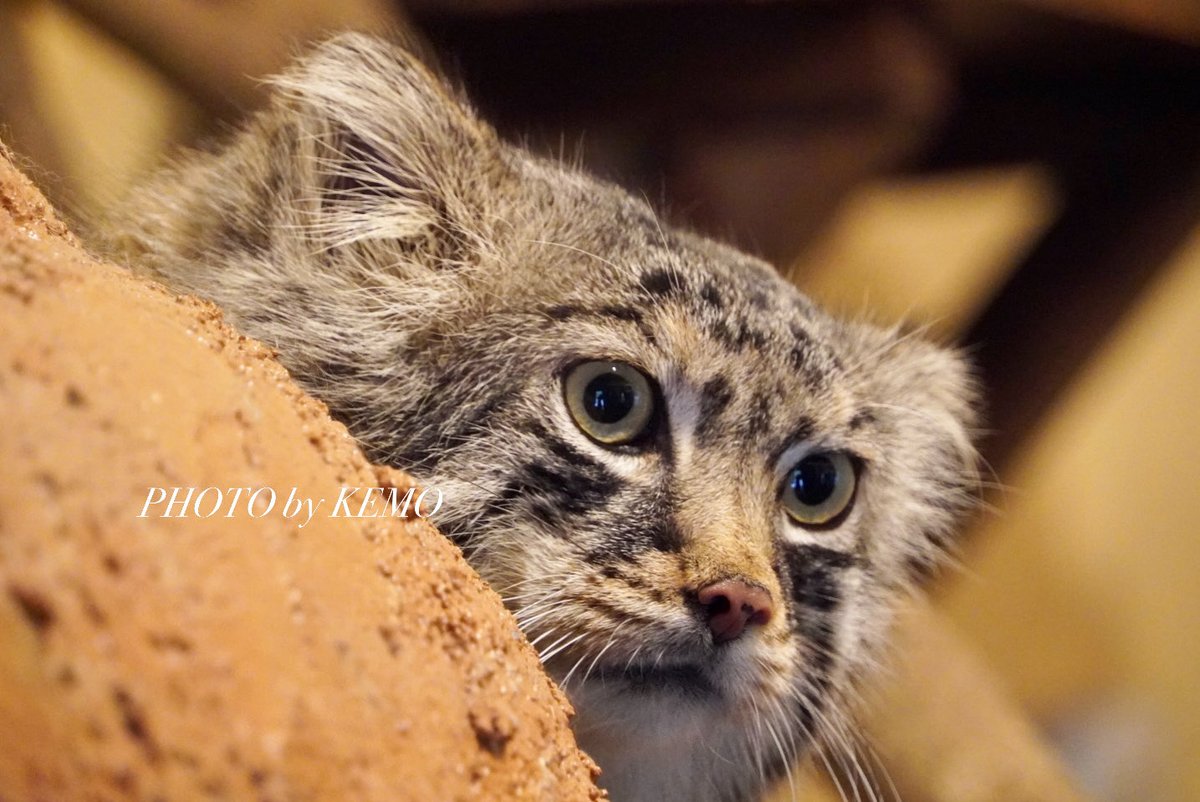 KEMOKEMO56's tweet photo. ロー可愛いよ❤️

#マヌルネコ　#埼玉県こども動物自然公園　#ロータス https://t.co/FujYqytXGX