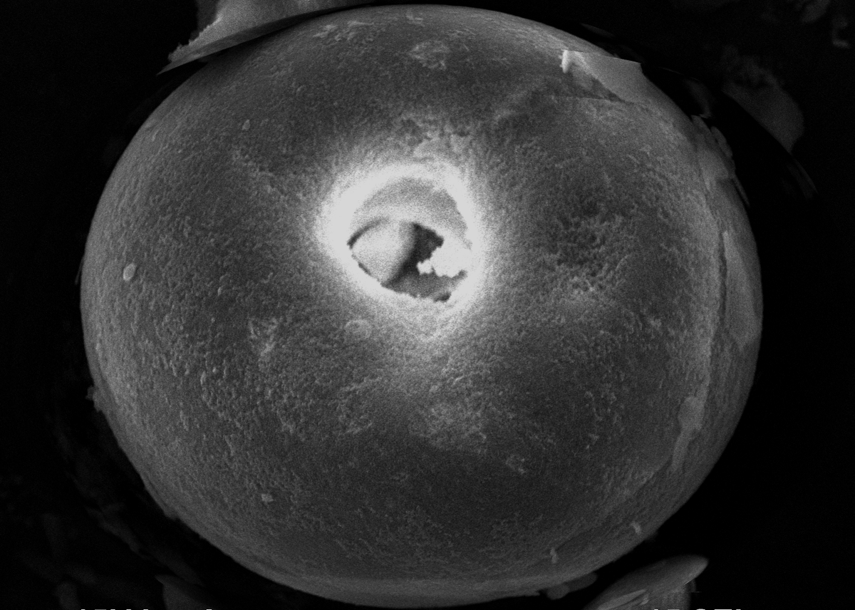JEOLUSA's tweet photo. Have you had your donut on #NationalDonutDay? Here's celebrating the donut with some donut-like images customers have sent us from their #JEOL #ElectronMicroscopes. https://t.co/iawVeqgcxF