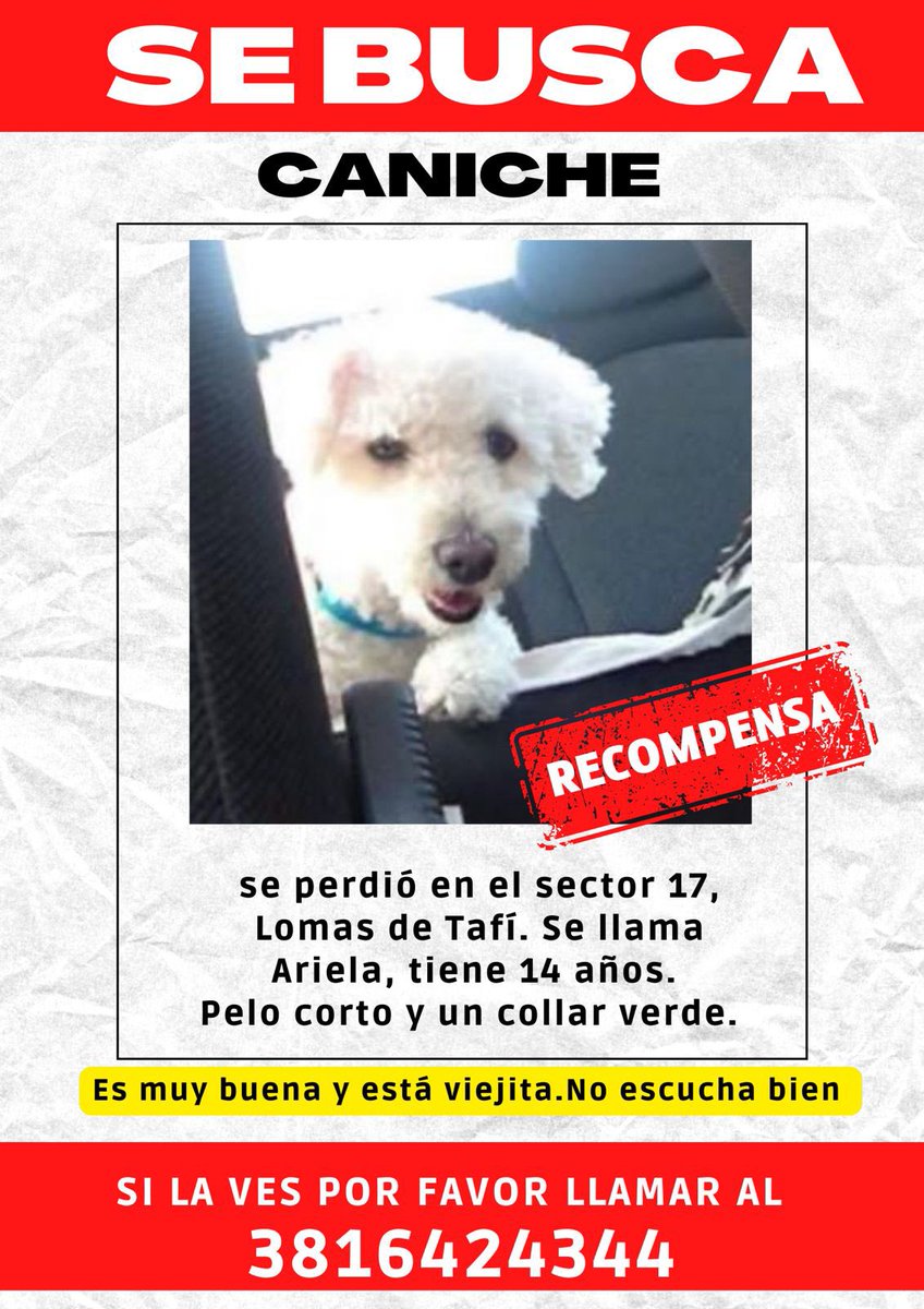 🗣️ SE BUSCA | #Ari es la perrita de la familia de mi amiga <a href="/CaroGlasberg/">Caro Glasberg</a> y está perdida

👉🏼 datos por MP

👉🏼 hay una recompensa para el que la entregue 

👉🏼 Dale #RT para que llegue sobre todo a los vecinos de <a href="/lomasdetafi/">Lomas de tafi</a>