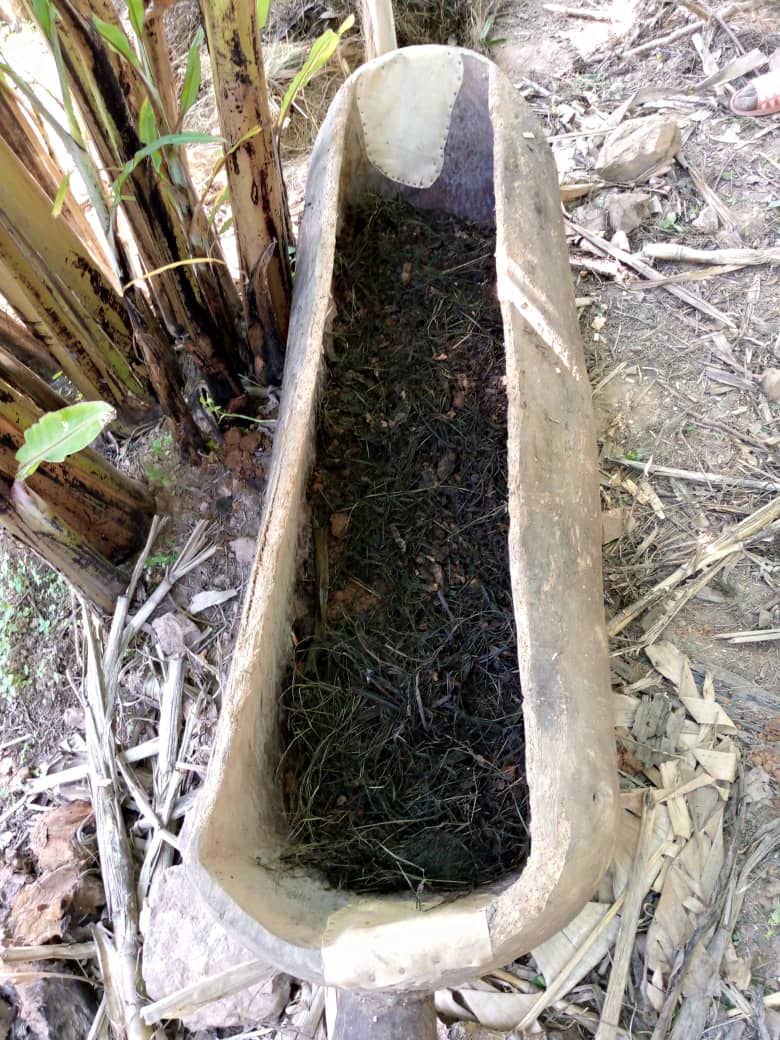 agriresearchclb's tweet image. &quot;We make living by what we get, but we make life by what we give&quot;. Yesterday @agriresearchclb president @123Iraguha has visited a farmer in @GakenkeDistrict where he trained him about #wormcomposting (vermicompost) and he gave him #earthworms to help in decomposition continuously