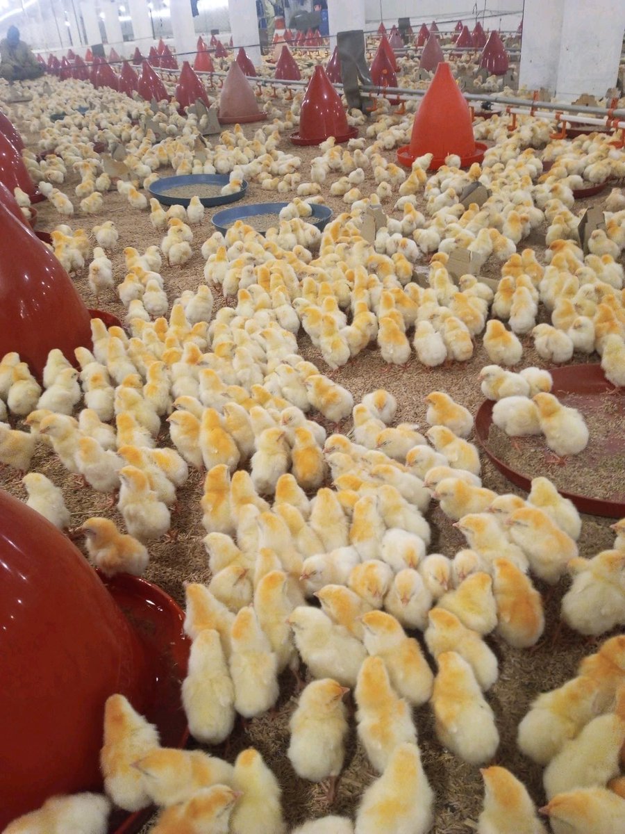 Farming is a complex business that requires a deep understanding of various factors, such as soil fertility, crop rotation, and pest control. Farmers who fail to plan and manage their operations effectively often face challenges that hinder their business growth https://t.co/5mYsk1yw74