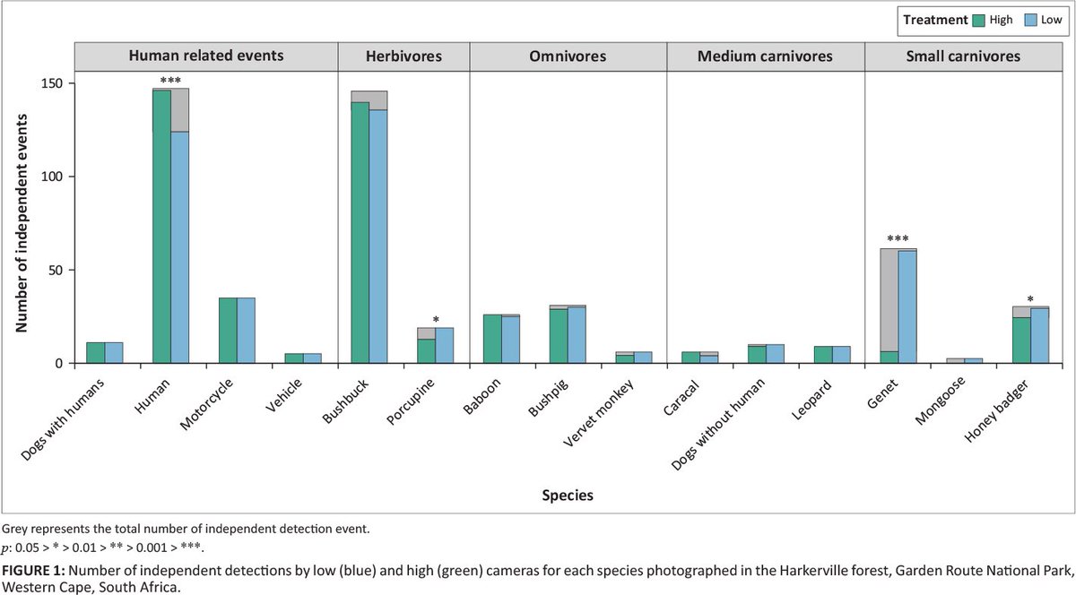 Don't set your camera traps too high, you'll miss the little guys.
koedoe.co.za/index.php/koed…
<a href="/alice_bernard14/">Alice Bernard</a> @mike_cove <a href="/cole_burton/">Cole Burton</a> <a href="/JasonTFisherLab/">Jason T Fisher</a> <a href="/JanBuffel/">Jan A Venter 🇿🇦</a> <a href="/RLongEco/">Robert Long</a> <a href="/GreenAlJe/">Alex Jensen</a>
