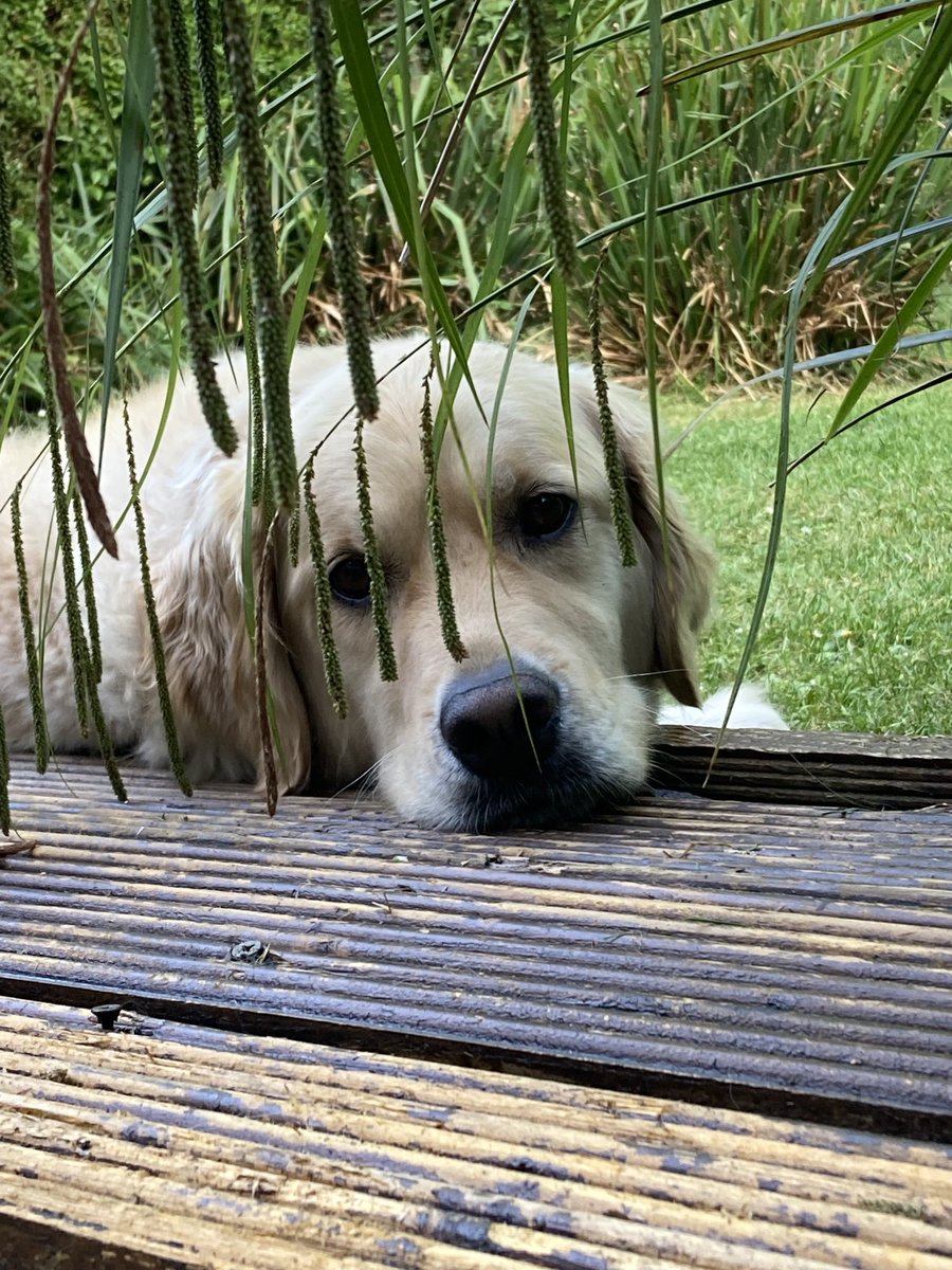 Summertime … And The Livin’s Easy … Leahy on his Down Time ⁦@DogsforDisable1⁩ #AssistanceDog 🦮