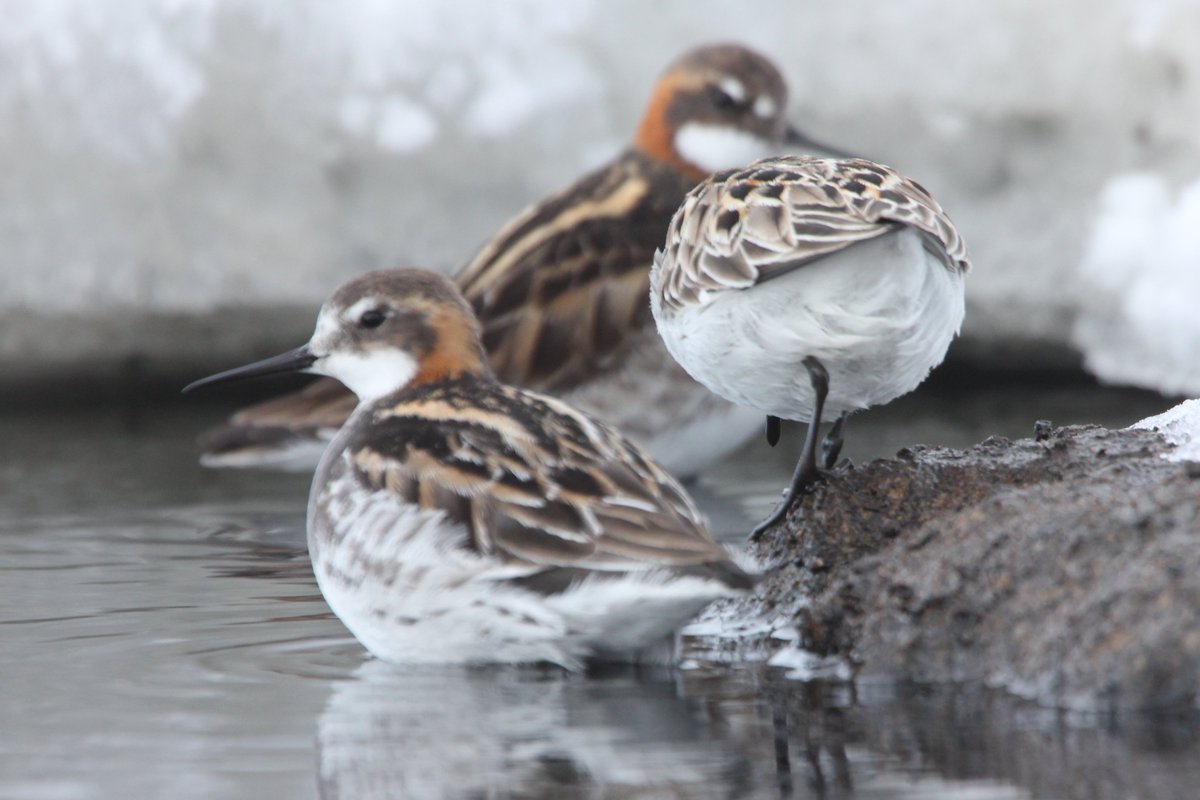 3phalaropes's tweet photo. When you're looking good and posing nicely with, but the camera focuses on your friend's butt instead... Shorebirds are hard enough to ID - can you name that butt? #PhalaropePhriday #BirdButt #ProbablyImpossible https://t.co/Z3nCO4x5Bt