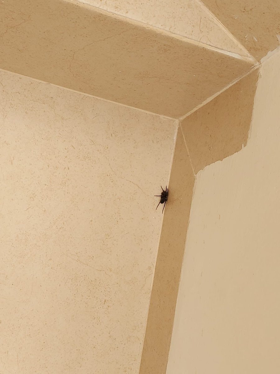 J0r_MC's tweet photo. @Arachno_Cosas esta estaba en casa de mi hermana 🥴 https://t.co/HxngwqtxtF