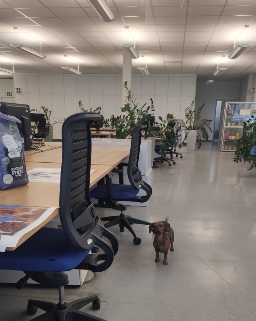 Erstes Mal als .... Officehund 🥳
Und natürlich sofort die Shootingecke für Hundefutter entdeckt. Wer braucht schon Fotos vom Futter, wenn man es direkt futtern kann?
#Dackel #Bürohund