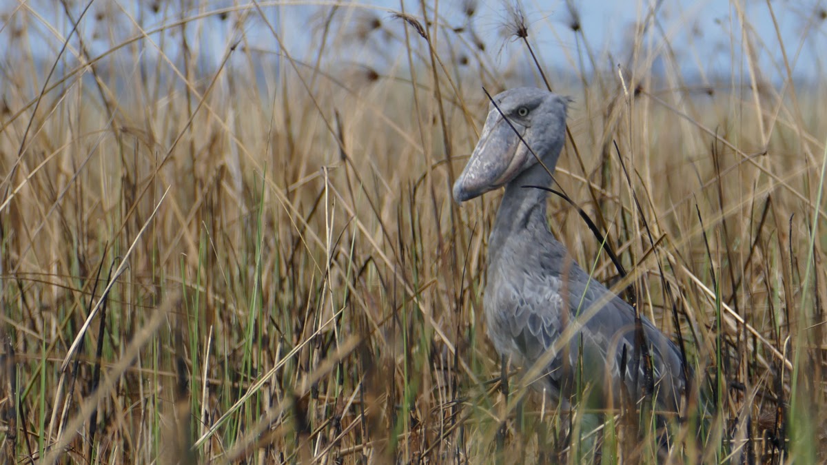 The amazing Shoebill looks like a throwback to Jurassic times. Join Ugandan biologist Judith Mirembe, founder of the Ugandan Women Birders group telling us all about Shoebills as part of #BlackBirdersWeek2023. Watch live now: facebook.com/watch/live/?re… 

Image: Hugh Powell