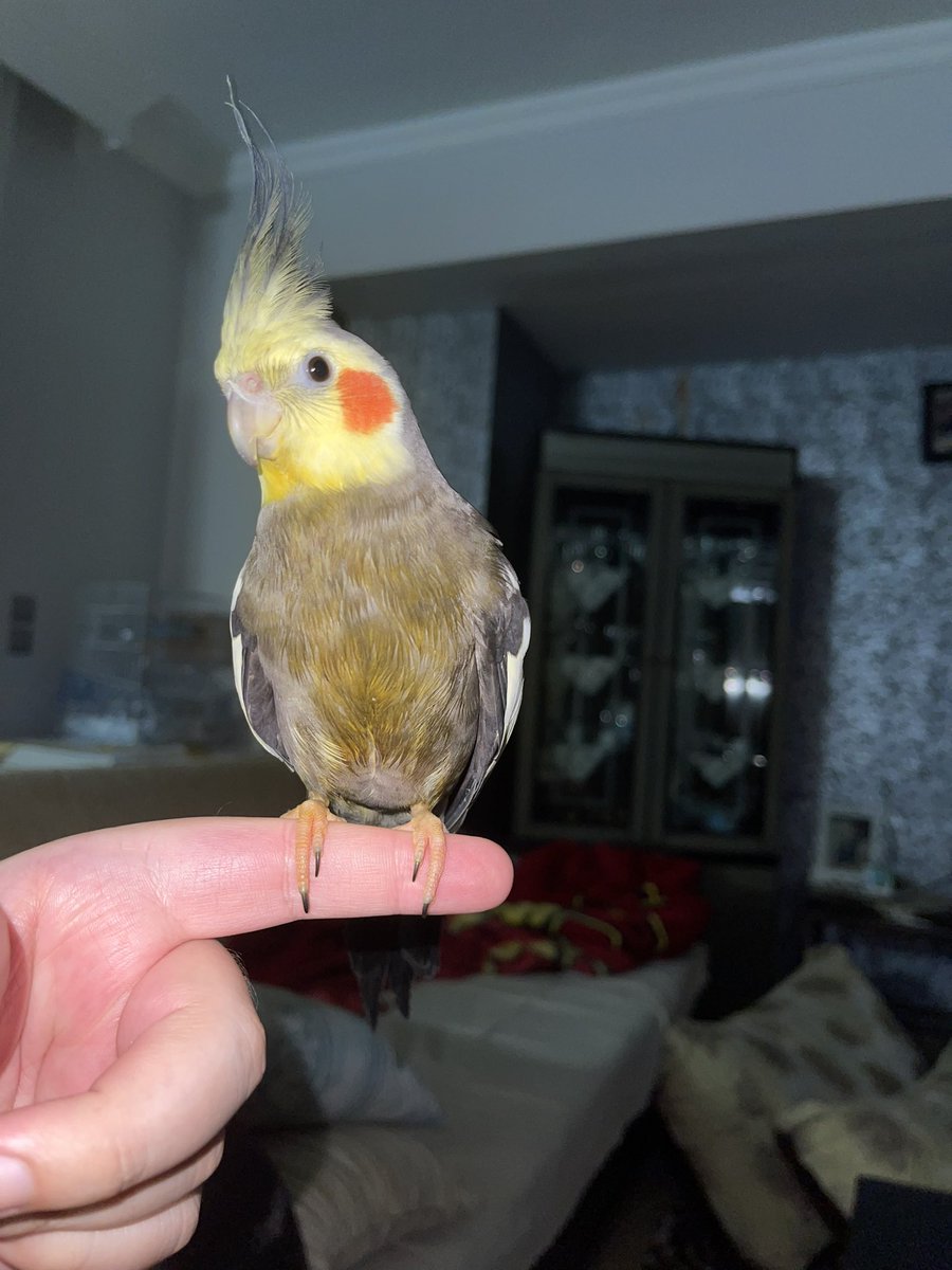 mrcode08's tweet image. Evde Aşkın olayım dinleye dinleye kendini İCARDİ zannedip bende sarışın olacam deyip zerdaçal’ın içine giren bir adet Çapkın 😂🦜