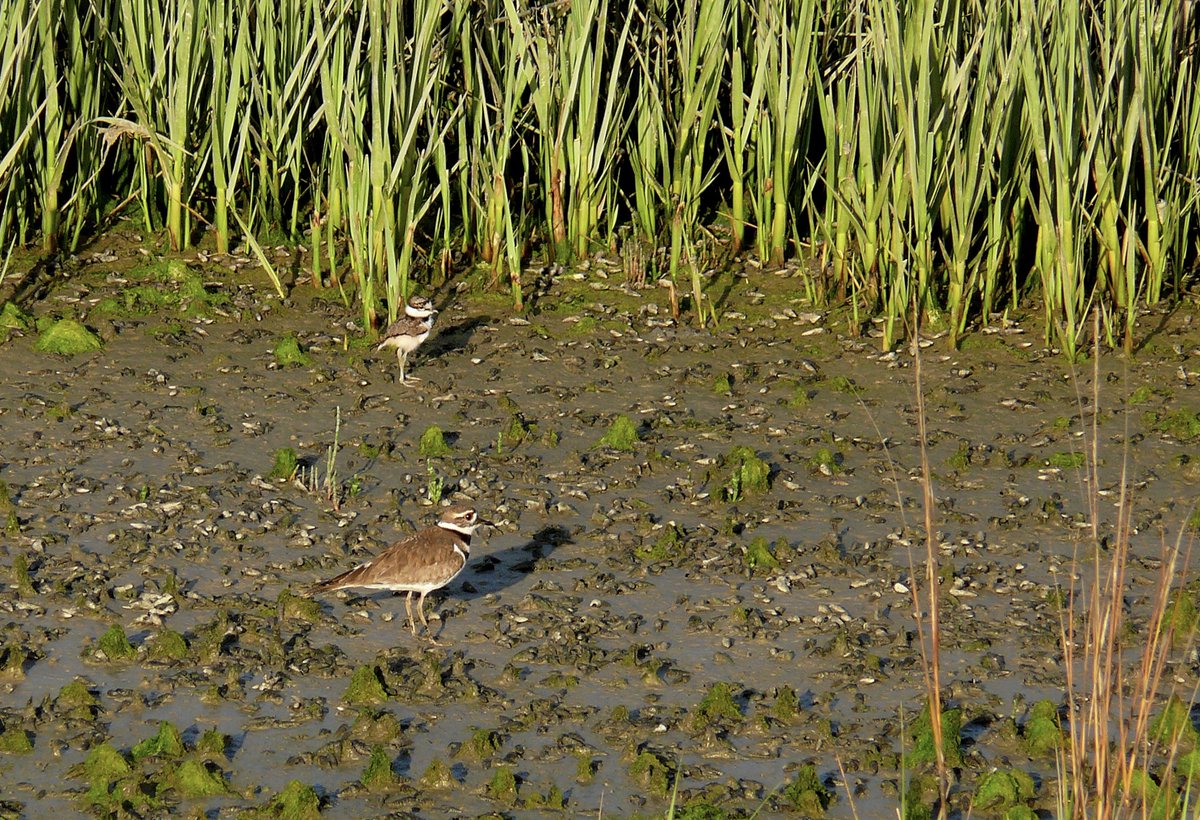 Killdeer with baby at the estuary.  Who doesn’t love baby birds?