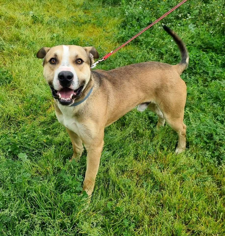AsociacionADAT's tweet photo. DUNCAN, EN BUSCA DE FAMILIA RESPONSABLE.
¡¡¡ EN #ADOPCIÓN !!! #TORRENT, #VALENCIA.

Macho de unos 3/4 años. Tamaño mediano/grande ( 30/35 kgs ).
Carácter activo pero muy bueno con humanos. 

WhatsApp: ☎️ 653440914 https://t.co/B394SNIiPQ