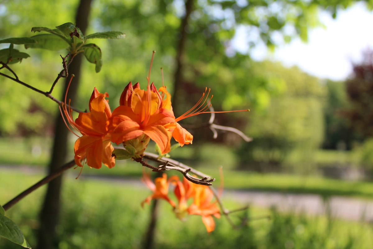 FBGIndiana's tweet photo. Did you know we’ve officially been open for the season for a MONTH?! 

If you haven’t made your trip out to The Gardens yet, stop by! We can’t wait to see you. There’s something for everyone around every bend 💐 https://t.co/LL9mRvCPqa