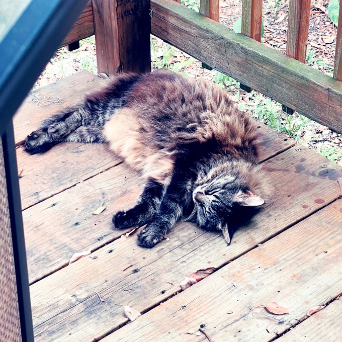 ❣️my beloved floofball https://t.co/W5PtPK1hMV<a href="/tag/inkedgirls"class="tags"><span>#inkedgirls</span></a><a href="/tag/tattedup"class="tags"><span>#tattedup</span></a>