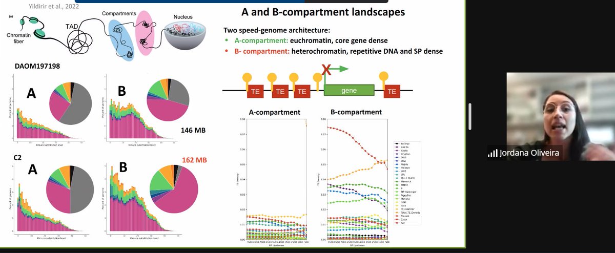 CanFunNet's tweet photo. There are few genomes more interesting than arbuscular mycorrhizal fungi @jordana_olive now tells us about transposable elements, their identification and expression in Rhizophagus irregularis #CanFunNet23 https://t.co/JBIPMH8r4x