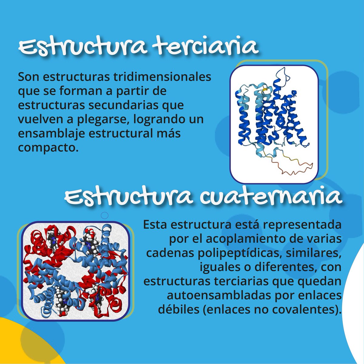 Las proteínas tienen diferentes niveles de organización estructural que determinan su forma y función. ¿Quieres saber más sobre la bioquímica de estas moléculas? ¡Únete a los #SemillerosCientíficos y descubre el mundo de la ciencia! 🧬🧪
#proteinas #bioquimica