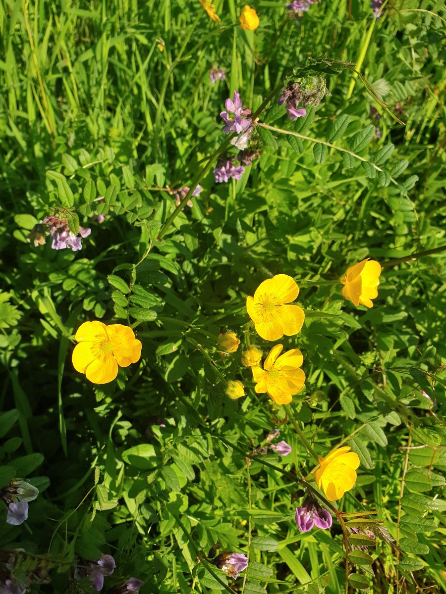 TheresaRyder_'s tweet photo. Out walking. Past the yellow, dull snooker table lawns & clipped laurel hedges there is a little piece of sanity #NaturalBeauty #letitgo #letigrow #NoMowSummer ๐ https://t.co/uPXNpbXEwv