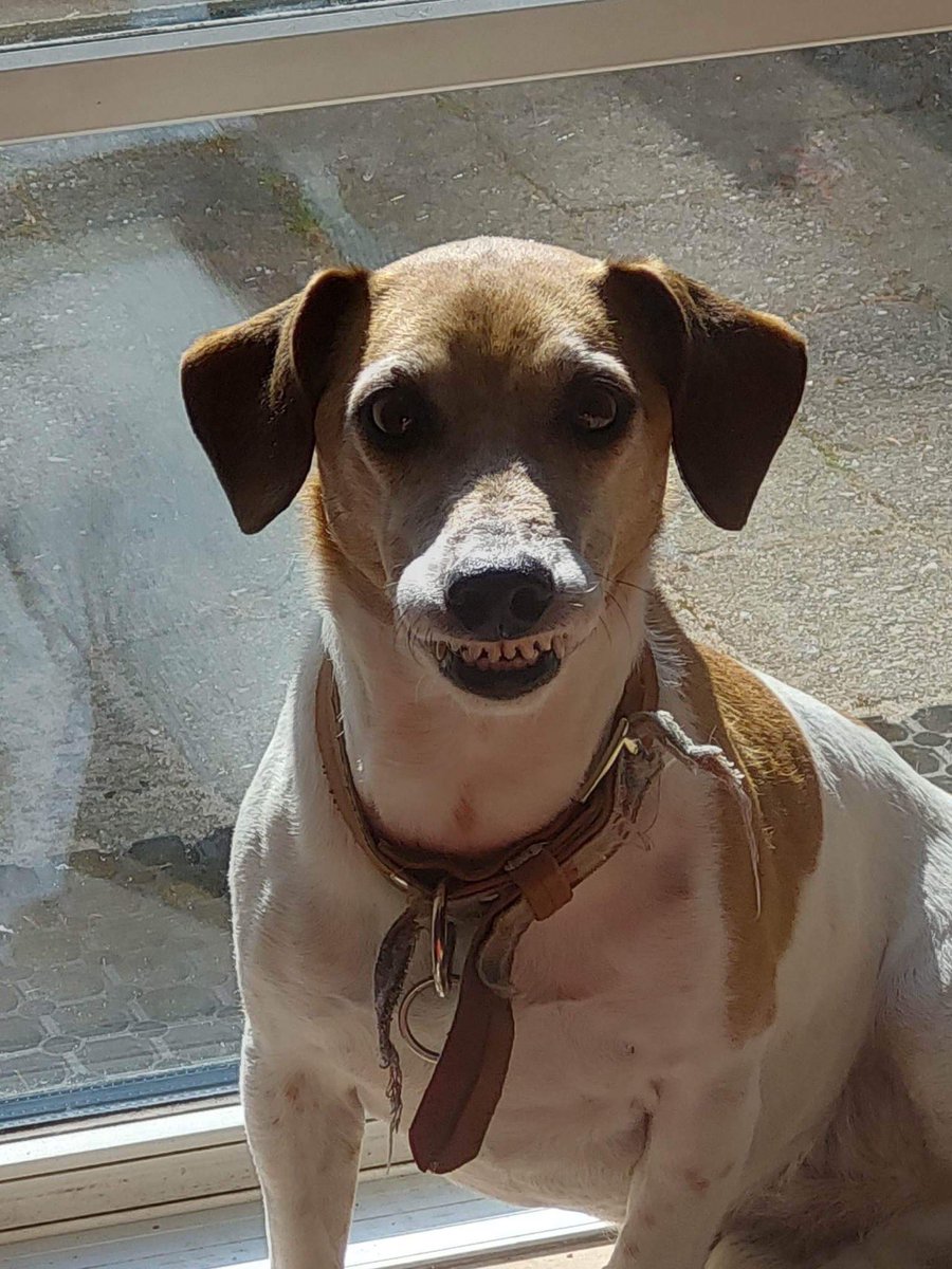 ๐ผ๐๐๐๐๐ ๐น๐๐๐๐๐ ๐ tweet media