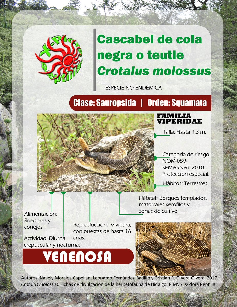 Herpeto_cosas's tweet photo. ¡Hola @celesoto1!

Con gusto, se trata de una Cascabel de cola negra (#Crotalus #molossus), una serpiente de importancia médica #IM ⚠️. Te dejo la ficha de la especie. Gracias por compartir, saludos 🐍✌️😎 https://t.co/aIIBorP2k5