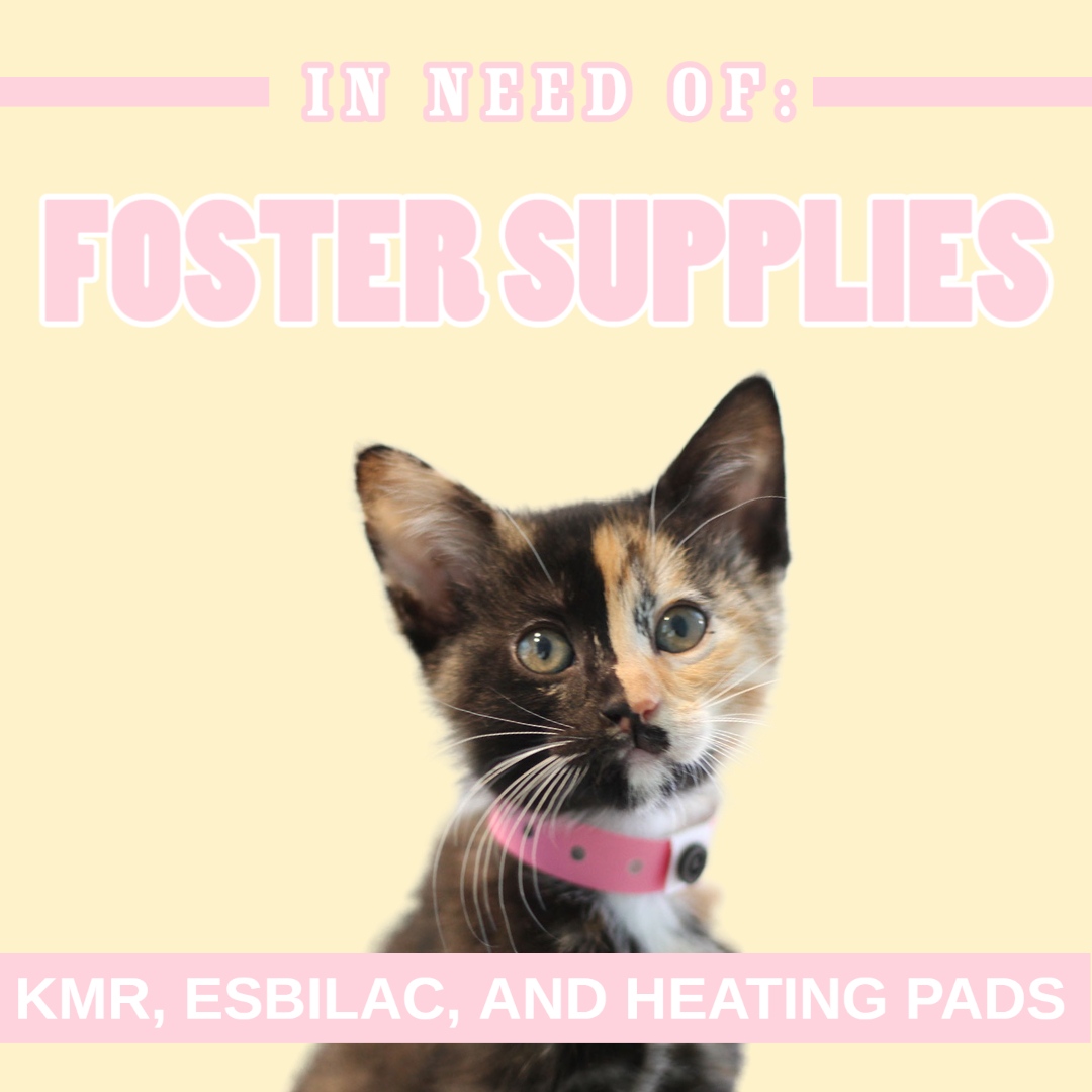 spcaLA is asking for donations for our foster kittens & puppies! We are in need of:

✅ KMR (kitten milk formula)
✅ Esbilac (puppy milk formula)
✅ Heating Pads

For more donation information, visit: tinyurl.com/mr2tvx9b
We thank you for your support! 💜