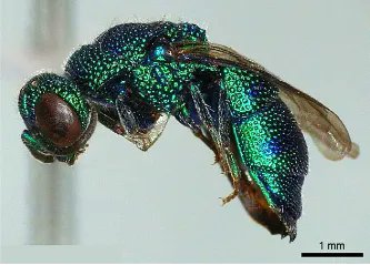 cklistjournal's tweet photo. New distributional and biological data for three species of Stenodynerus (Hymenoptera, Vespidae, Eumeninae) from Panama 

https://t.co/wlWxTTCSxd 

#CentralAmerica #distribution #mudnests #naturalenemy #checklist #checklistjournal #pensoftpublishers https://t.co/T4zTJe1LzT