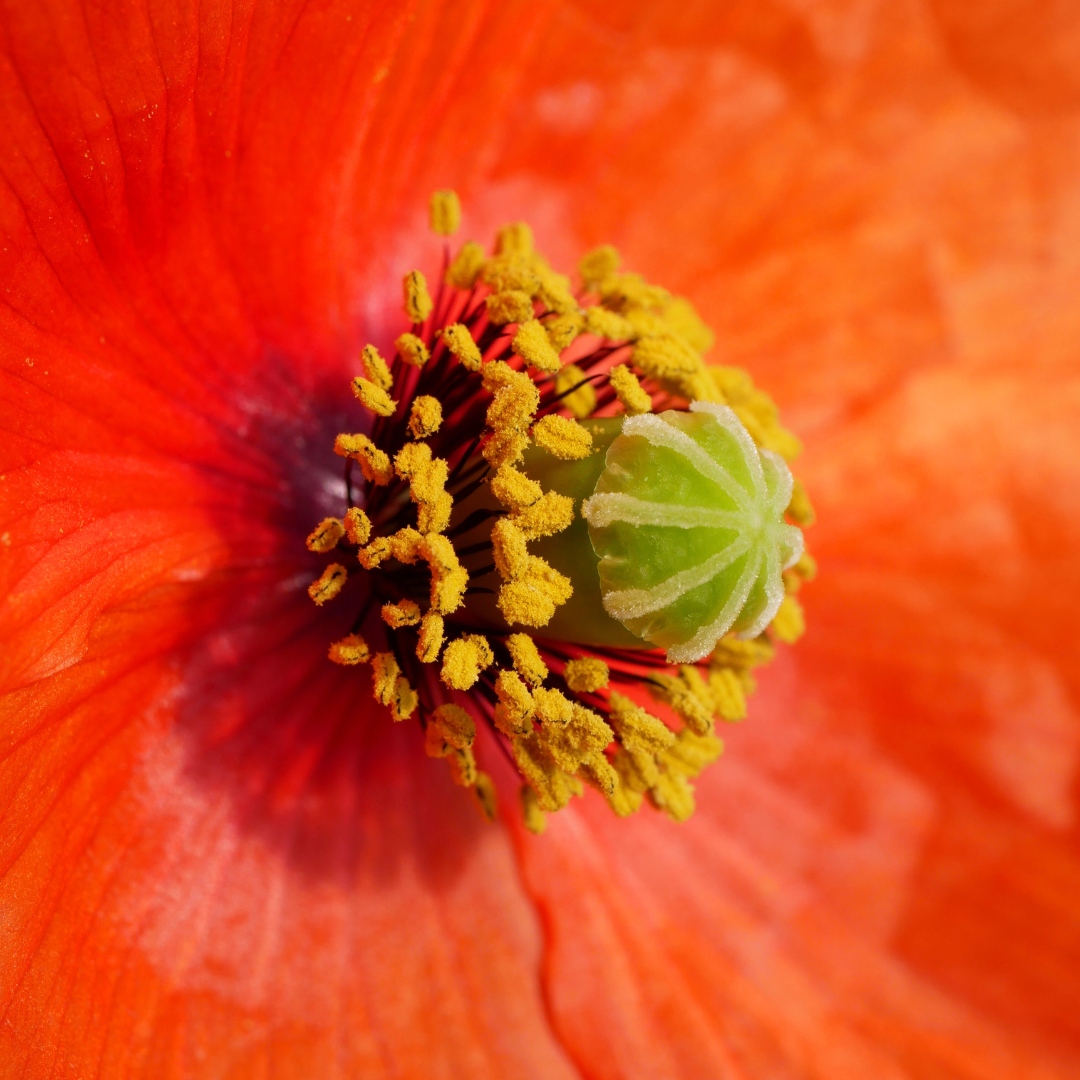 HiKathrynShaw's tweet photo. Papaver dubium – Long podded poppy - Cailleach Fhada

Family: Papaveraceae
Time of year: June (Indoors)
Location: Downpatrick

#NativeIrishWildflower #Wildflowers #WildflowersofInstagram #LongPoddedPoppy # #Papaverdubium #Photography #NaturePhotography #IrelandNature https://t.co/jeDwUELhFn