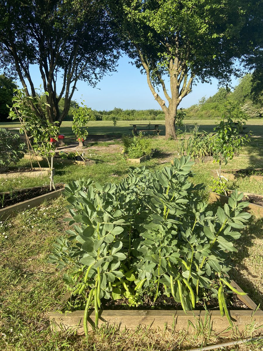 Lovely evening watering at Olly B Primary School. Now in our third year. Our ‘Edible Playground’ rocks👏🍎🫛🥬🍆🥕