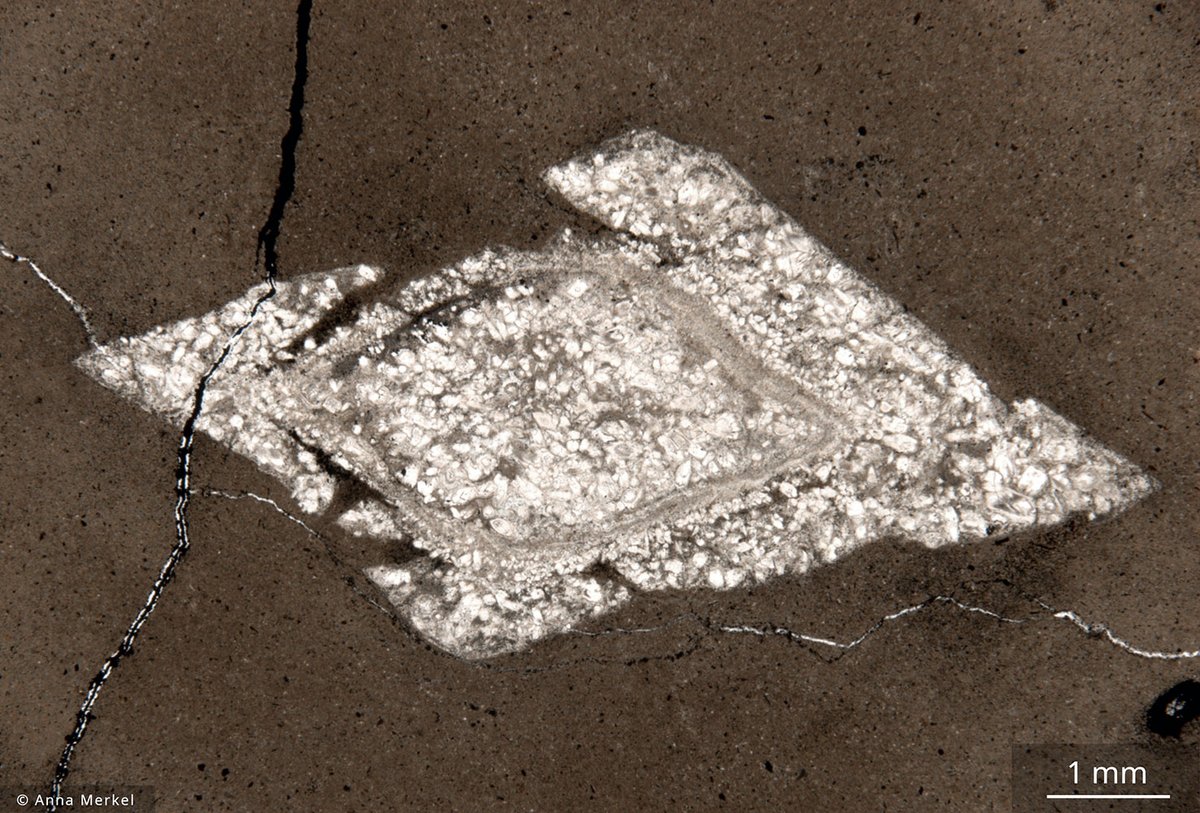 FluegelCourse's tweet photo. #PhotoOfTheMonth June 2023: Glendonite crystal ( = pseudomorph after the  cryophilic carbonate mineral ikaite) from the Lower Jurassic (uppermost  Pliensbachian) of S-Germany indicating a massive cooling in the European epicontinental sea (1/2) https://t.co/Ee1wOX6DC6