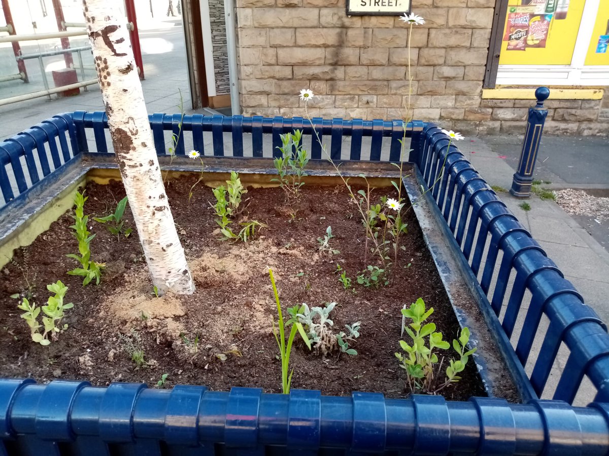 Another street planter  brought back to bloom as
#Sahelis Girls Connected joined @RavensthorpeInBloom for a spot of planting. 
They join @dwca_tweets and #Ravensthorpe Junior School whose planters have already started to flower. See pictures for a smile.