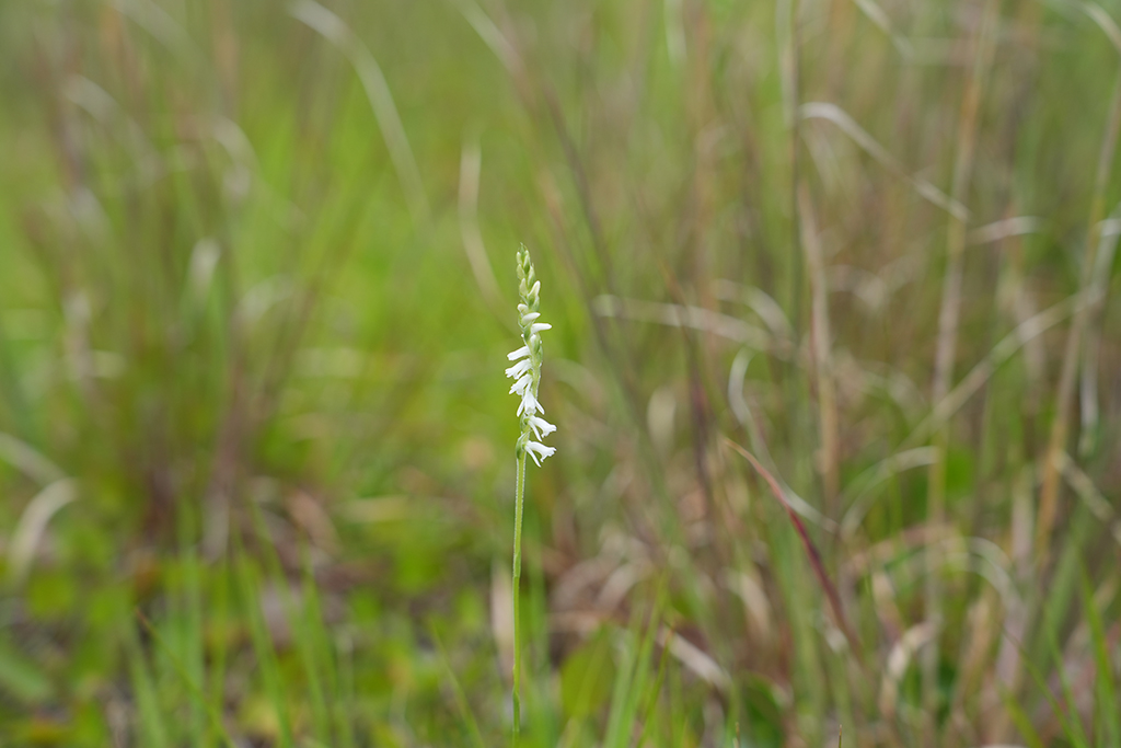 It's orchid time! Keep your eyes open for the little delicate white flowers of the spring ladies' tresses orchid growing in moist dune swales, maritime grasslands and even along grassy roadsides.  This is a native terrestrial orchid for the coast.