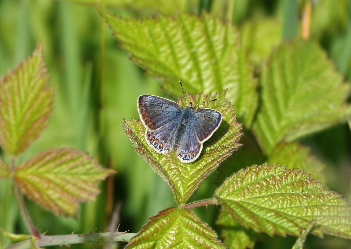 ☀️ Enjoyable afternoon observing the first Large Blue's of the year at Collard Hill plus sighting of lovely female Common Blue. @BCSomerset @savebutterflies @Britnatureguide @ukbutterflies @andy33082645