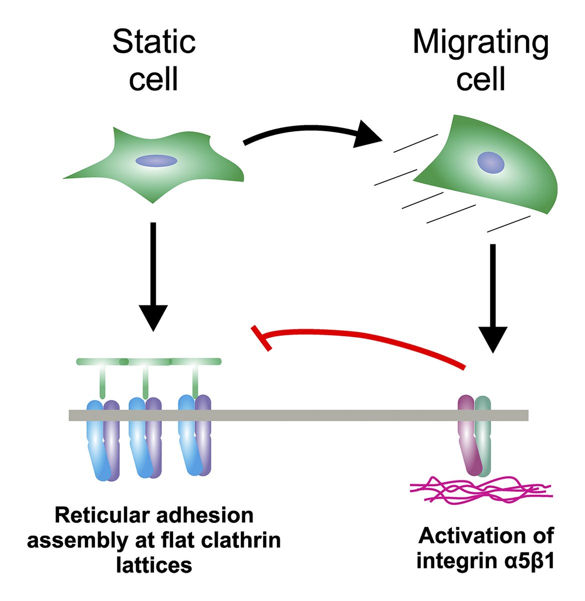 Journal of Cell Biology (@jcellbiol) on Twitter photo Reticular adhesions are assembled at flat #clathrin lattices and opposed by active #integrin α5β1, say Laura Hakanpää <a href="/HakanpaaLaura/">Laura Hakanpää</a>, Leonardo Almeida-Souza <a href="/Leonardo_ASouza/">Leonardo Almeida-Souza</a> and colleagues <a href="/helsinkiuni/">University of Helsinki</a>: bit.ly/3MtMqSQ
#Adhesion #Development Reticular adhesions are assembled at flat #clathrin lattices and opposed by active #integrin α5β1, say Laura Hakanpää <a href="/HakanpaaLaura/">Laura Hakanpää</a>, Leonardo Almeida-Souza <a href="/Leonardo_ASouza/">Leonardo Almeida-Souza</a> and colleagues <a href="/helsinkiuni/">University of Helsinki</a>: bit.ly/3MtMqSQ
#Adhesion #Development