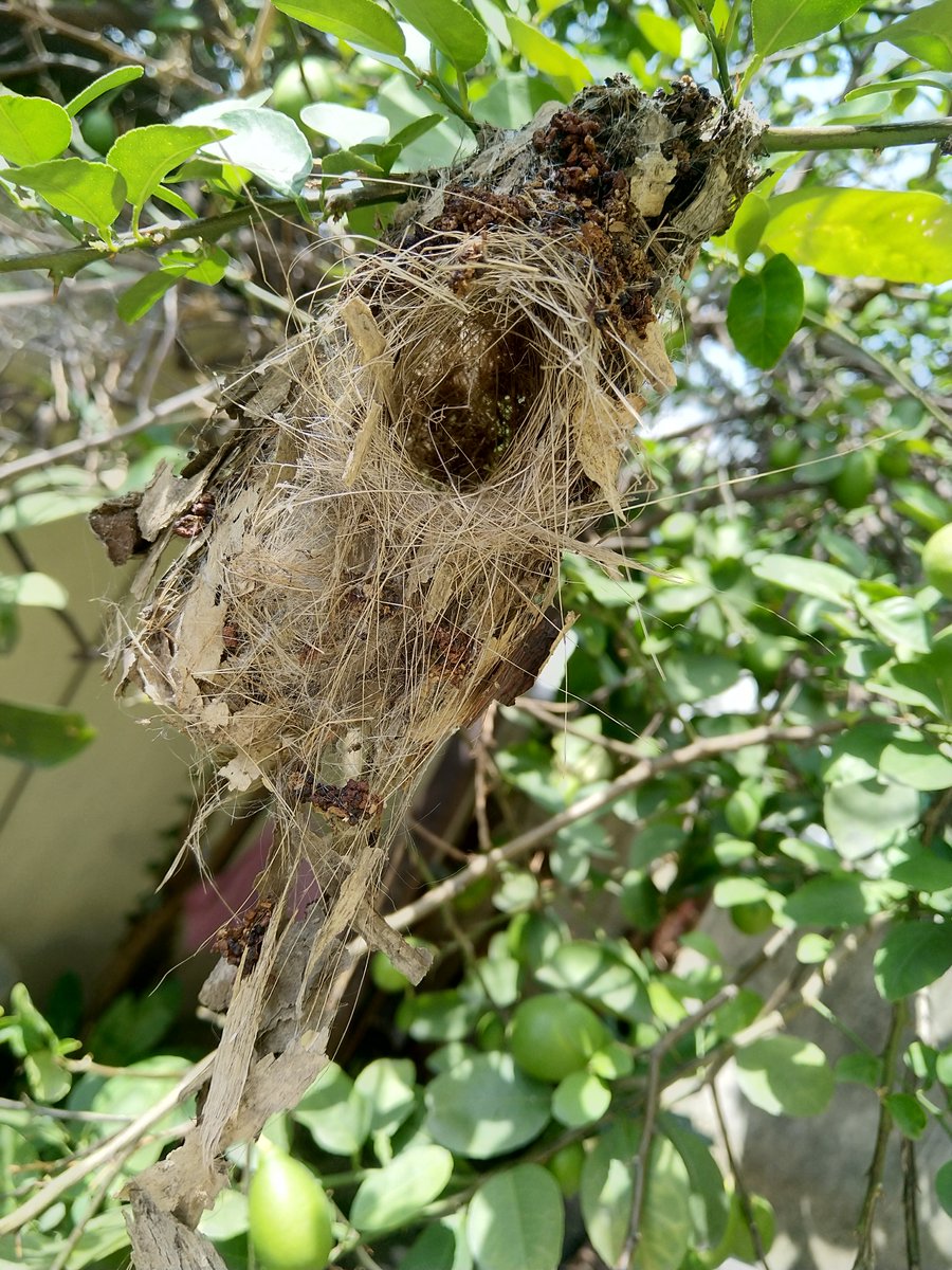 Beautiful Nest
#LemonTree #Birds #Nature #Nest
#Hardwork #Nokia7plus